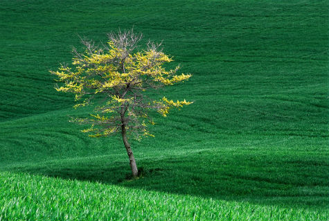lawn with tree
