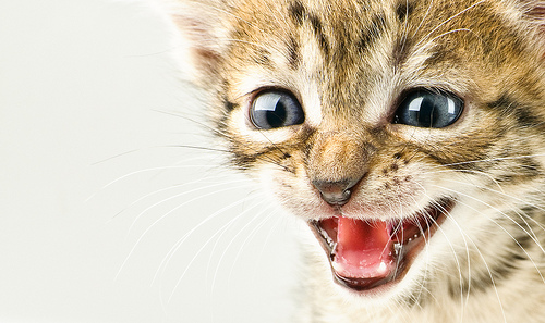 Meaw Meaw