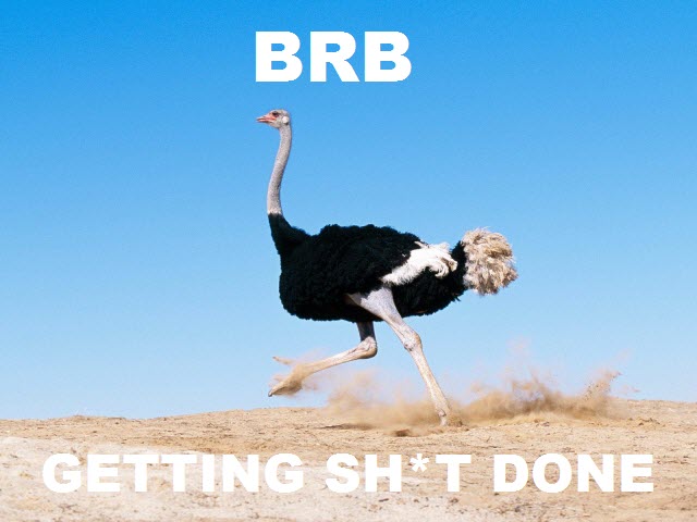 Great Content Ostrich
